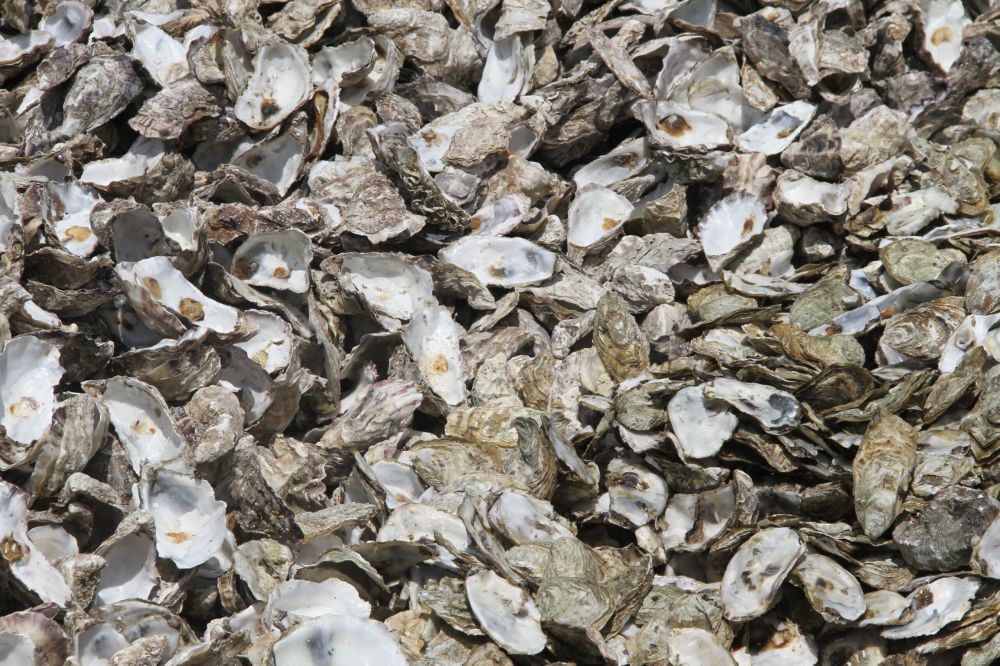 Coquilles d'hu�tres