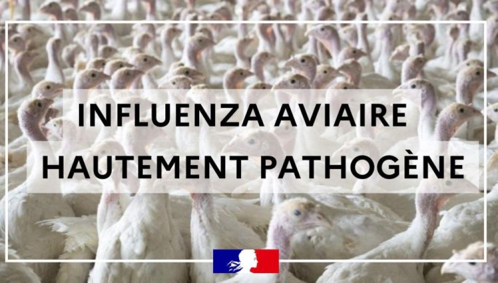 Influenza aviaire hautement pathogne