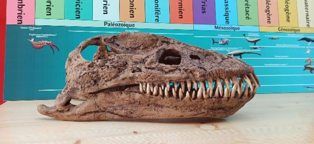  Atelier d�couverte des dinosaures